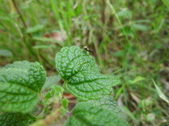 Sphaeniscus atilius