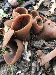 Phylloscypha phyllogena