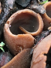 Phylloscypha phyllogena