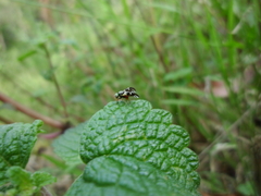 Sphaeniscus atilius