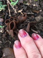 Phylloscypha phyllogena