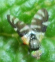 Sphaeniscus atilius