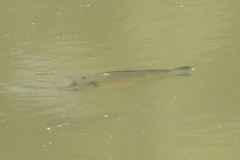 Sarotherodon melanotheron