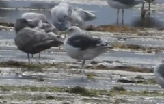 Larus schistisagus