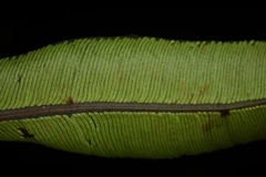 Danaea simplicifolia