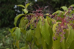 Miconia prasina