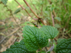 Sphaeniscus atilius