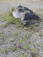 Gentianella cerastioides