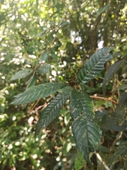 Davilla