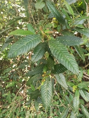 Davilla