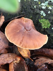 Cortinarius ohlone