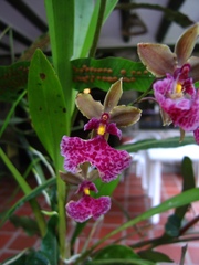 Caucaea