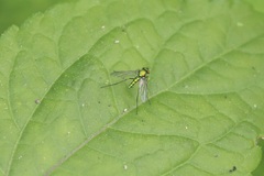 Chrysosoma globiferum