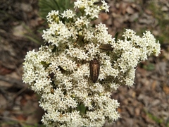 Acmaeodera cuprina