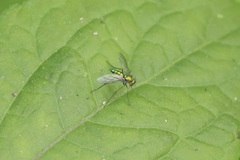 Chrysosoma globiferum