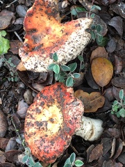 Russula cremoricolor