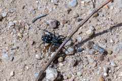 Nyssus albopunctatus