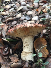 Russula cremoricolor