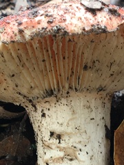 Russula cremoricolor