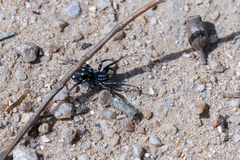 Nyssus albopunctatus