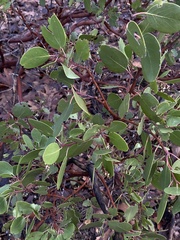 Arctostaphylos