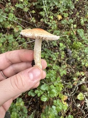 Lepiota spheniscispora