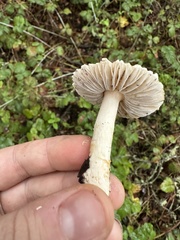 Lepiota spheniscispora