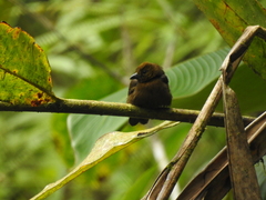 Tachyphonus delatrii