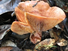 Lactarius xanthogalactus