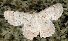 Pingasa chlora