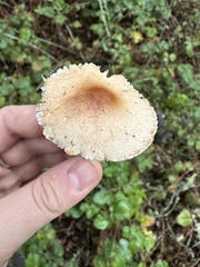Lepiota spheniscispora