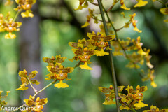 Oncidium sphacelatum