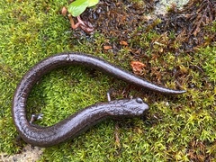 Batrachoseps diabolicus