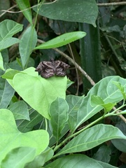 Helias phalaenoides
