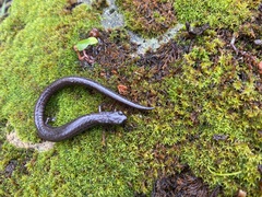 Batrachoseps diabolicus