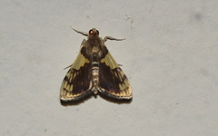 Rehimena cissophora