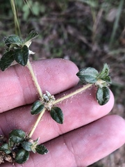 Gossypianthus