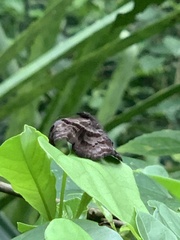 Helias phalaenoides