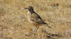 Geositta cunicularia