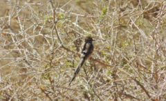 Leptasthenura aegithaloides