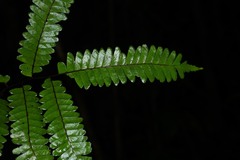 Lindsaea