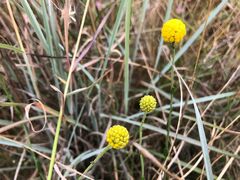 Pycnosorus chrysanthus