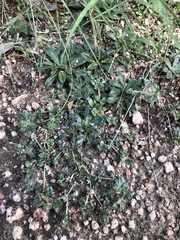 Gossypianthus