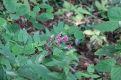 Lespedeza pseudomaximowiczii