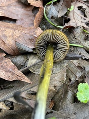 Hygrocybe singeri