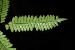 Lindsaea