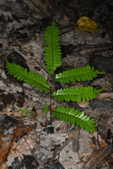 Lindsaea