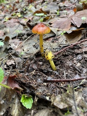 Hygrocybe singeri