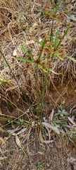 Cyperus vaginatus