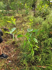 Acacia leiocalyx